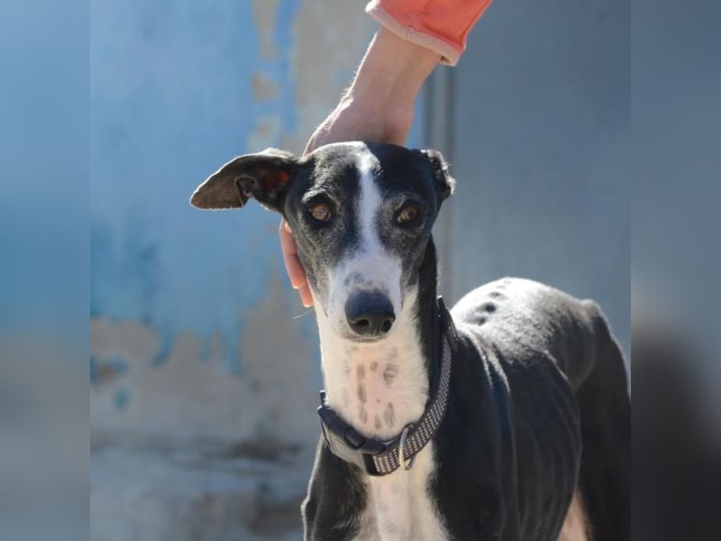 ❤️CATALEYA❤️