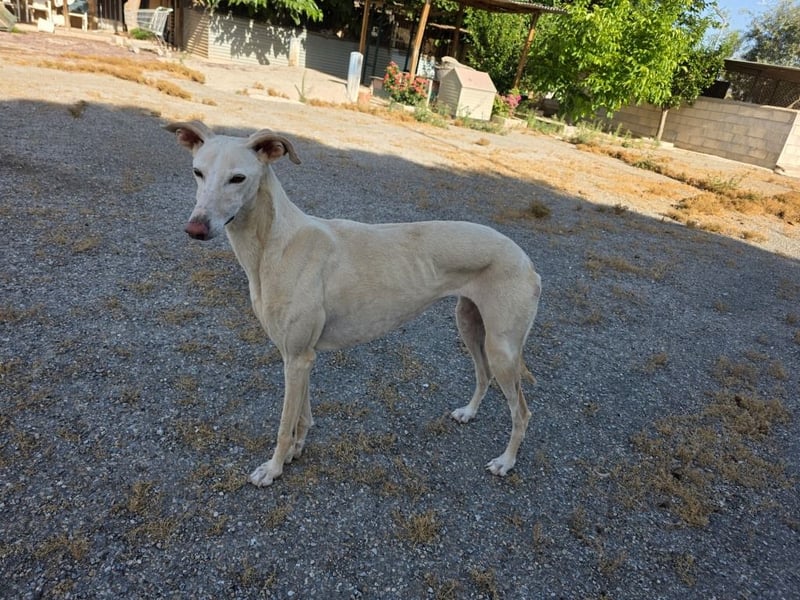❤️GRETA (Galgomädchen) sucht immer noch ihr neues Zuhause❤️