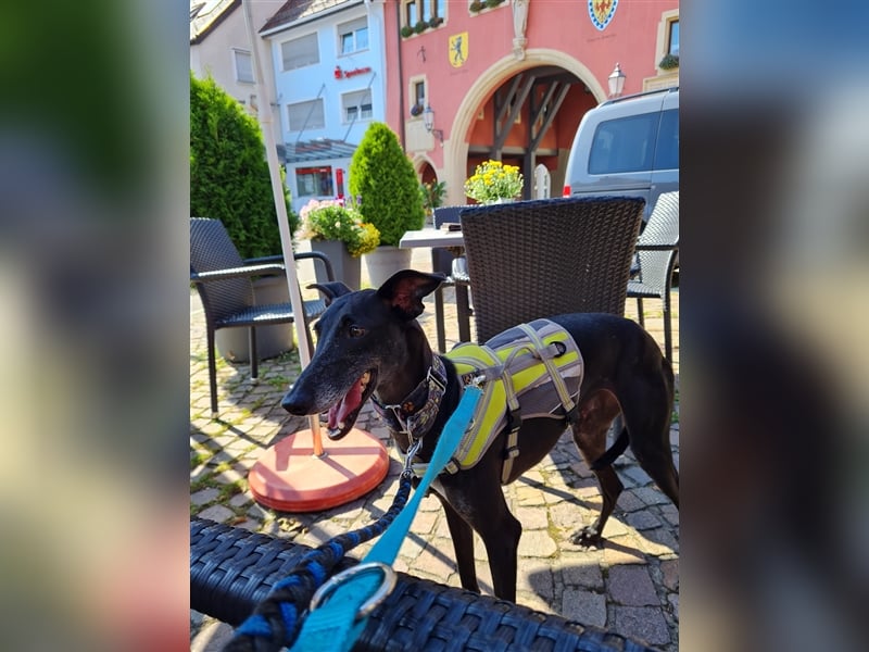 ❤️GRETEL❤️ Bereits auf Pflegestelle in Deutschland