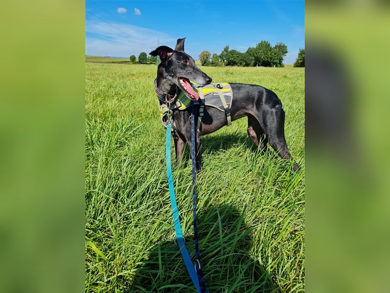 ❤️GRETEL❤️ Bereits auf Pflegestelle in Deutschland