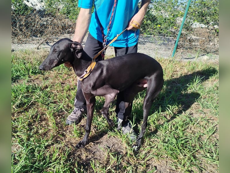 ❤️ ISERLO ❤️