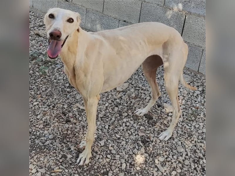 ❤️GRETA (Galgomädchen) sucht immer noch ihr neues Zuhause❤️