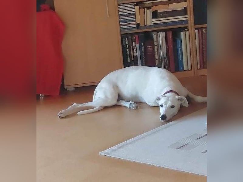 ❤️Sonya❤️    ❗NOTFALL❗  Bereits auf Pflegestelle in Deutschland