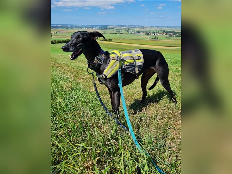 ❤️GRETEL❤️ Bereits auf Pflegestelle in Deutschland