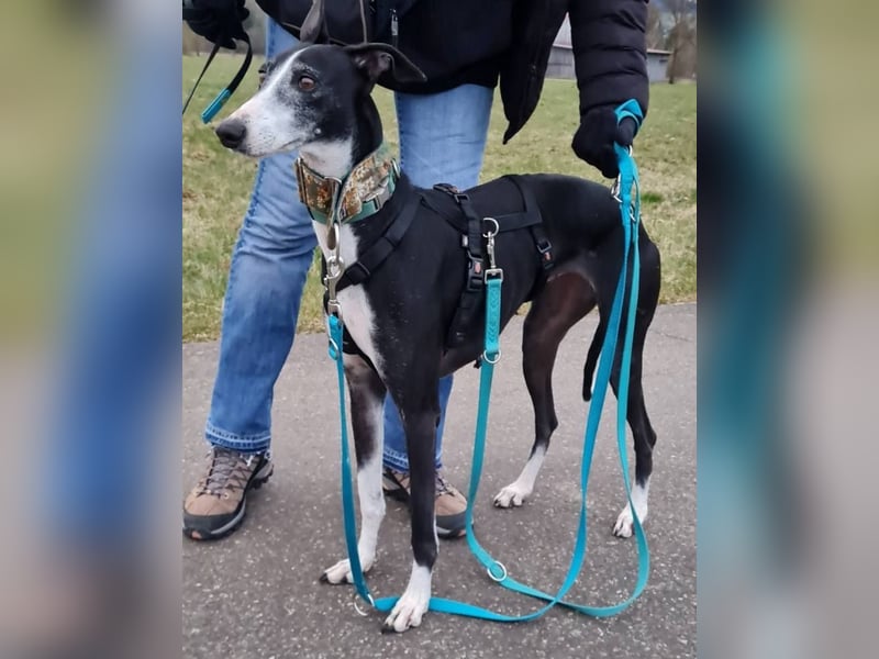 ❤️CATALEYA❤️  Bereits auf Pflegestelle in Deutschland