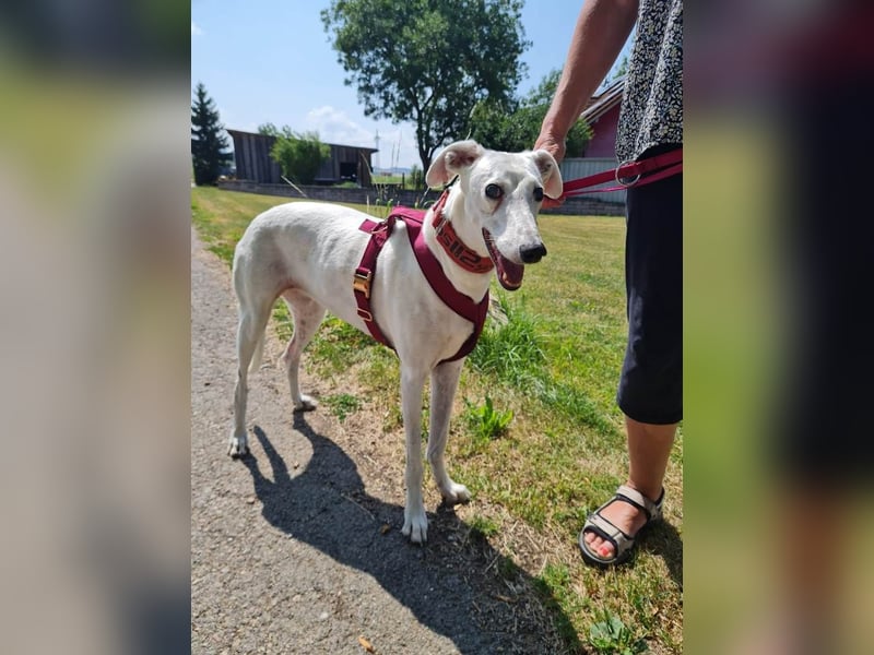 ❤️Sonya❤️    ❗NOTFALL❗  Bereits auf Pflegestelle in Deutschland
