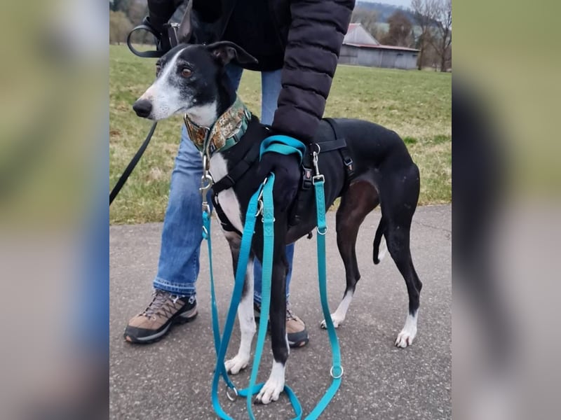 ❤️CATALEYA❤️  Bereits auf Pflegestelle in Deutschland