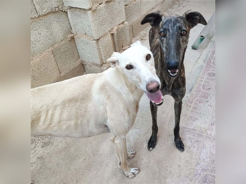 ❤️GRETA (Galgomädchen) sucht immer noch ihr neues Zuhause❤️