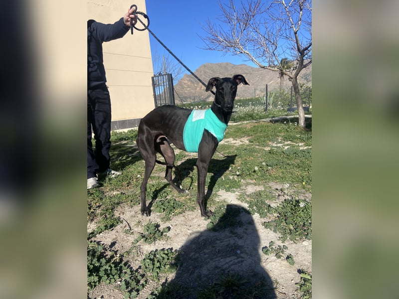 ❤️ ISLERO ❤️