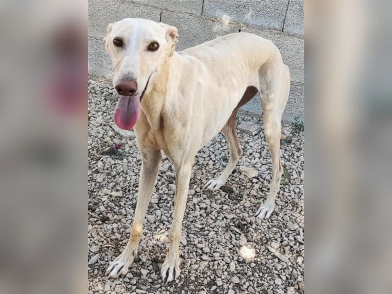 ❤️GRETA (Galgomädchen) sucht immer noch ihr neues Zuhause❤️