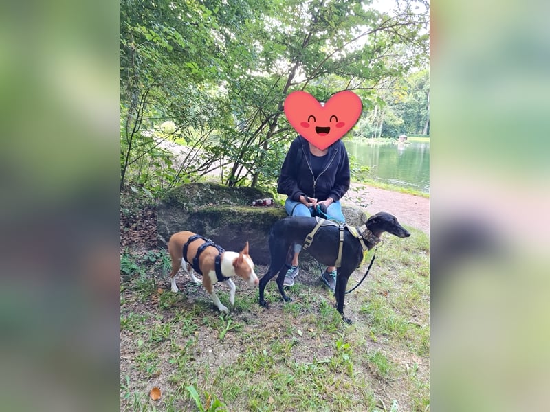 ❤️GRETEL❤️ Bereits auf Pflegestelle in Deutschland