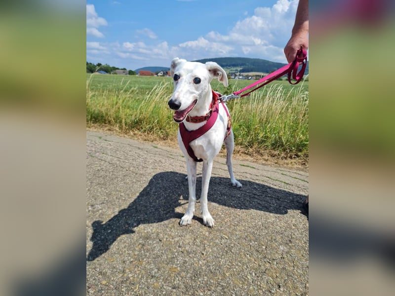 ❤️Sonya❤️    ❗NOTFALL❗  Bereits auf Pflegestelle in Deutschland