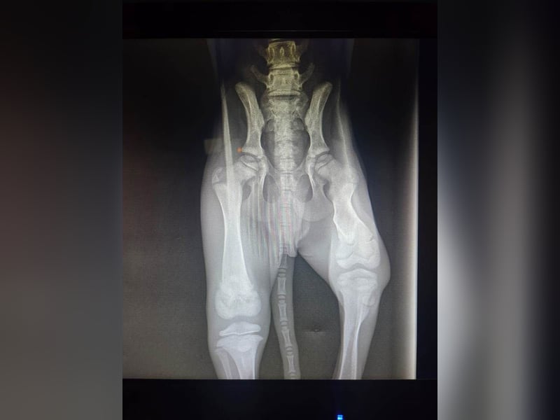 ❤️ BLACKY ❤️   ❗NOTFELLCHEN❗