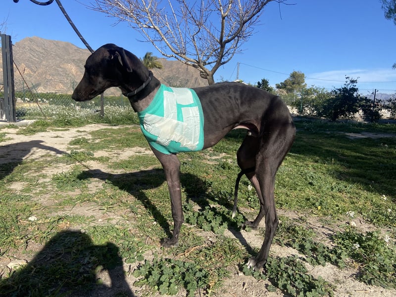 ❤️ ISLERO ❤️