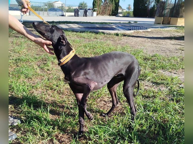 ❤️ ISERLO ❤️