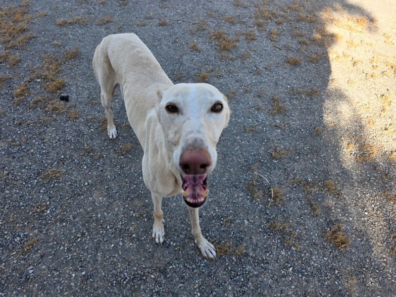 ❤️GRETA (Galgomädchen) sucht immer noch ihr neues Zuhause❤️