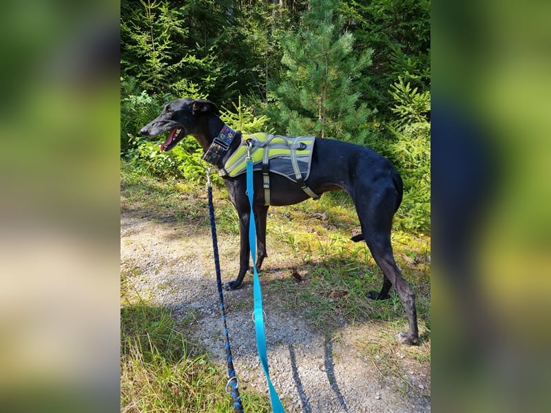 ❤️GRETEL❤️ Bereits auf Pflegestelle in Deutschland