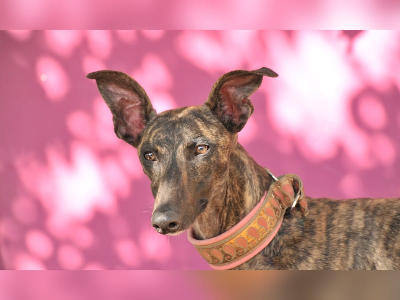 Darf Nani bei dir ankommen und mit dir die Zukunft teilen?