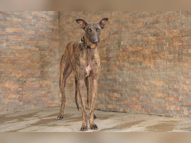 Darf Nani bei dir ankommen und mit dir die Zukunft teilen?