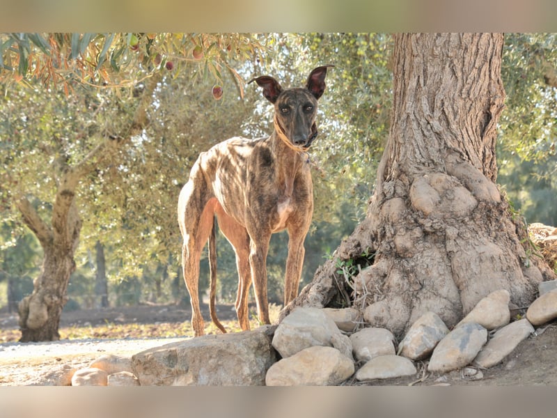 Darf Nani bei dir ankommen und mit dir die Zukunft teilen?