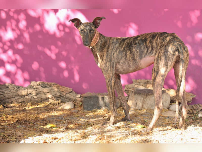 Darf Nani bei dir ankommen und mit dir die Zukunft teilen?