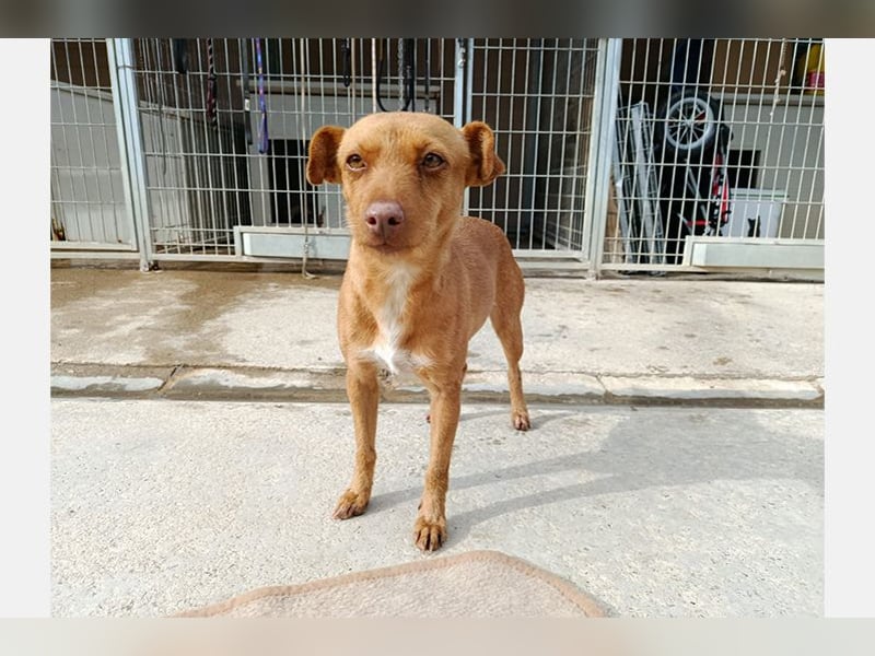 Flora (CO) wunderschöne Maus sucht ihre Familie