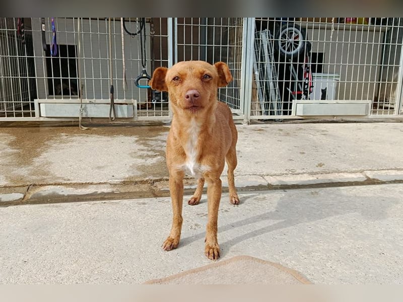 Flora (CO) wunderschöne Maus sucht ihre Familie