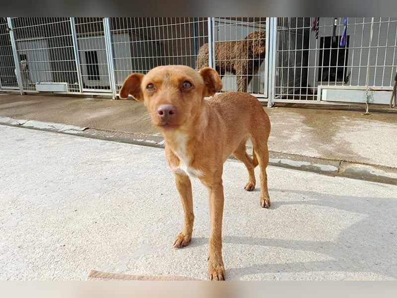 Flora (CO) wunderschöne Maus sucht ihre Familie