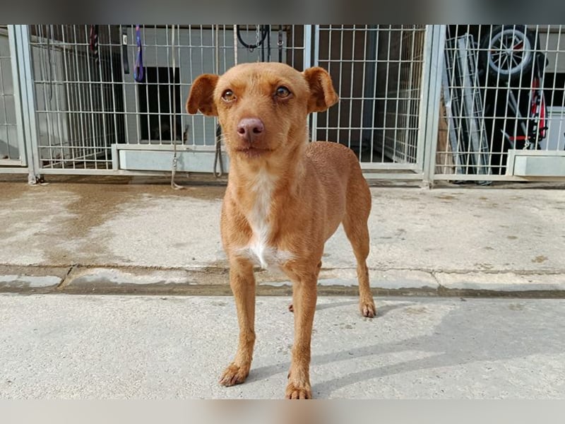 Flora (CO) wunderschöne Maus sucht ihre Familie