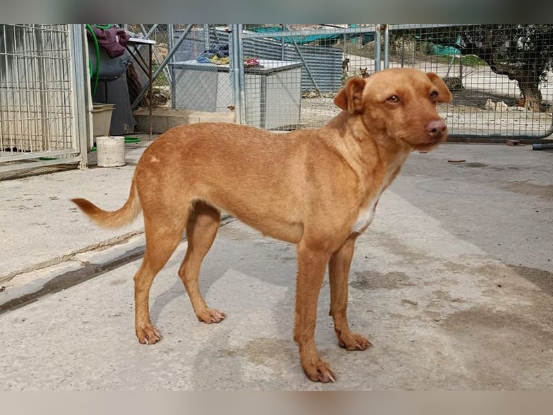 Flora (CO) wunderschöne Maus sucht ihre Familie