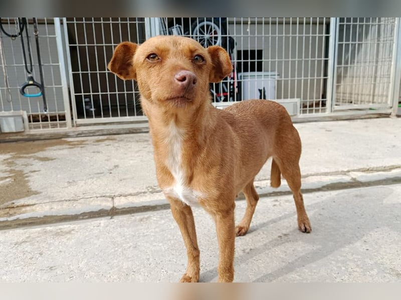 Flora (CO) wunderschöne Maus sucht ihre Familie