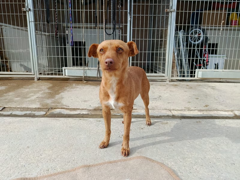 Flora (CO) wunderschöne Maus sucht ihre Familie