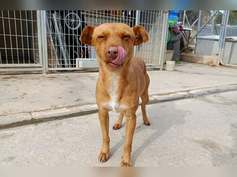 Flora (CO) wunderschöne Maus sucht ihre Familie