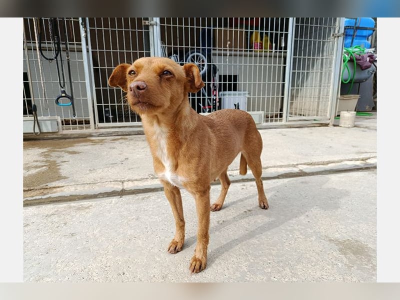 Flora (CO) wunderschöne Maus sucht ihre Familie