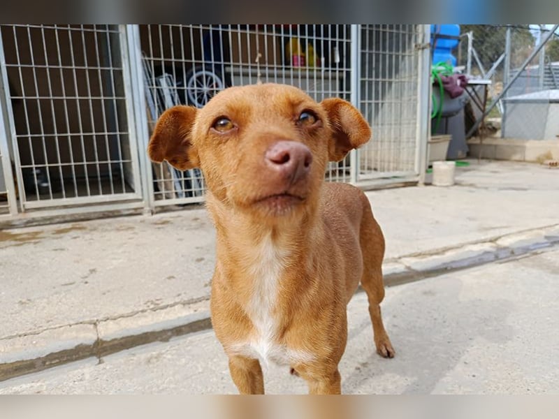 Flora (CO) wunderschöne Maus sucht ihre Familie