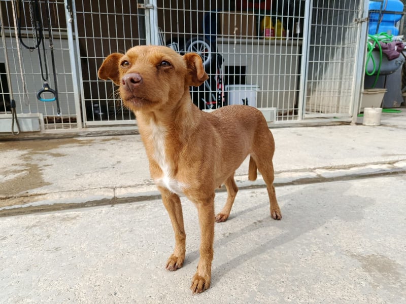 Flora (CO) wunderschöne Maus sucht ihre Familie