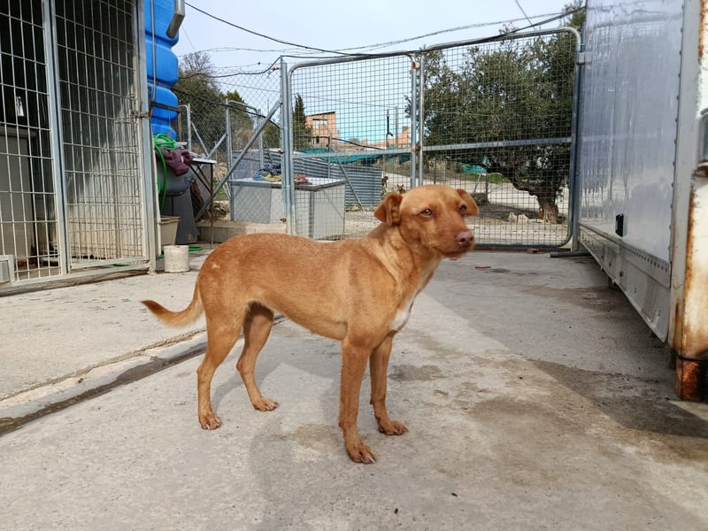 Flora (CO) wunderschöne Maus sucht ihre Familie