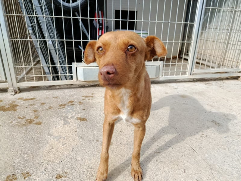 Flora (CO) wunderschöne Maus sucht ihre Familie