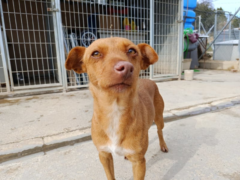 Flora (CO) wunderschöne Maus sucht ihre Familie