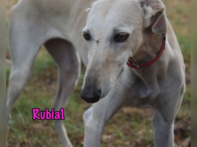 Rubia1 geb. 04/2024 (in Deutschland) - elegante und sanfte Traumgalga!
