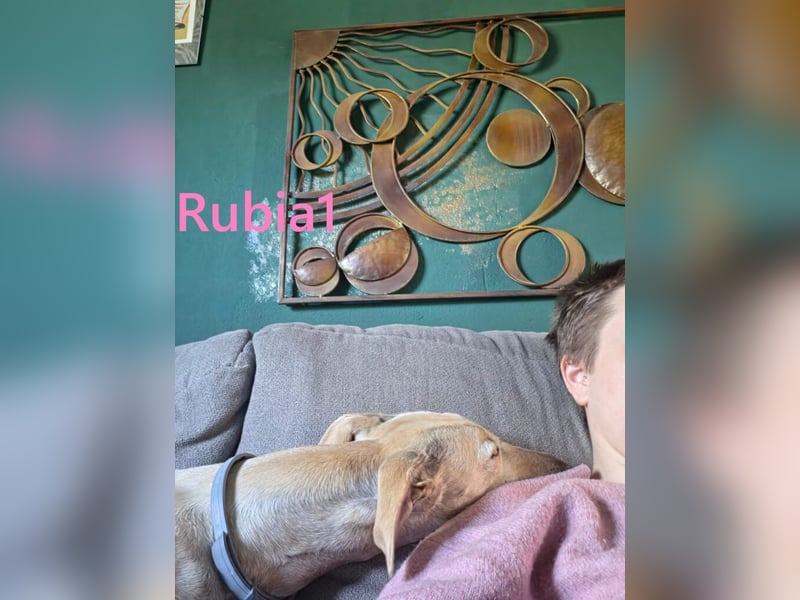 Rubia1 geb. 04/2024 (in Deutschland) - elegante und sanfte Traumgalga!