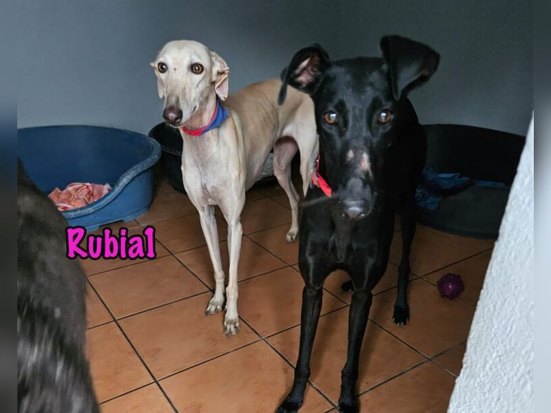 Rubia1 geb. 04/2024 (in Deutschland) - elegante und sanfte Traumgalga!