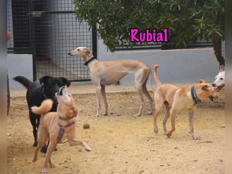 Rubia1 geb. 04/2024 (in Deutschland) - elegante und sanfte Traumgalga!