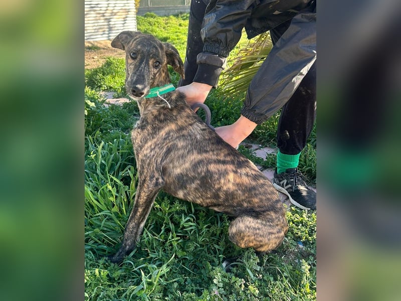 Boli -Junger gestromter Schönling sucht Geborgenheit, Nähe und Abenteuer