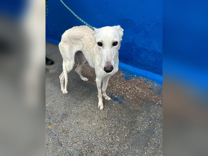 Bella, eine wunderschöne Galgo Prinzessin