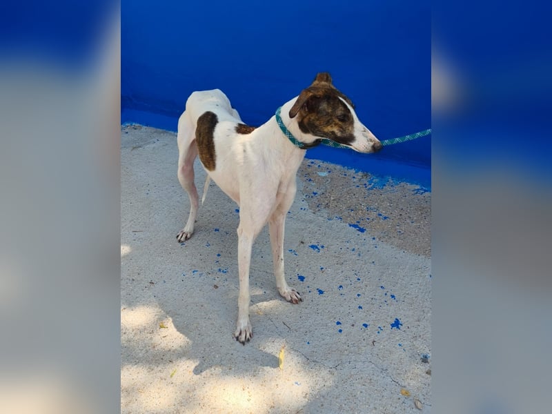Valentina - junge Galgo-Hündin sucht ihr Zuhause