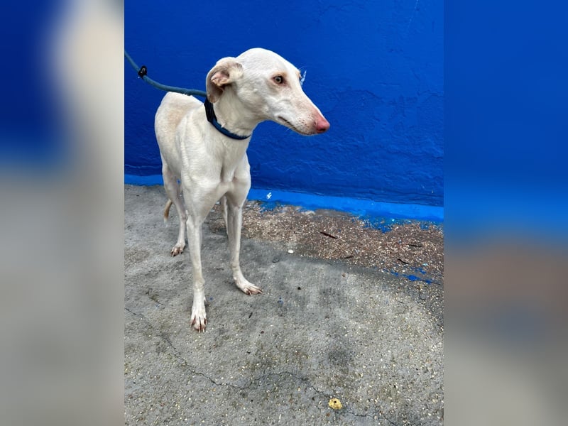 Frambuesa, Still, sensibel, voller Liebe