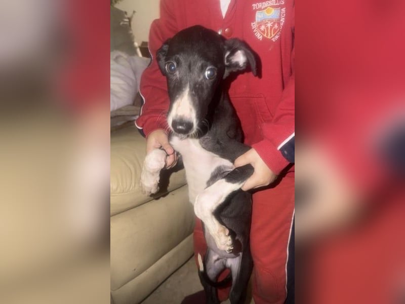 Danny,  eine fröhliche kleine Langnase auf der Suche nach seinem Herzenplatz