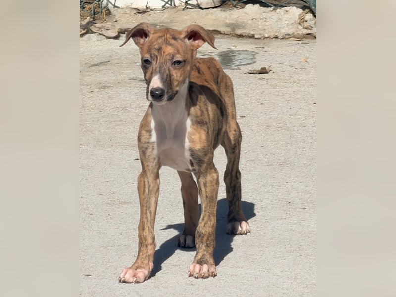 River, ein kleiner Sonnenschein sucht Geborgenheit