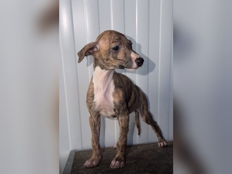 Pearl, gestromte Zuckerschnute sucht Zuhause